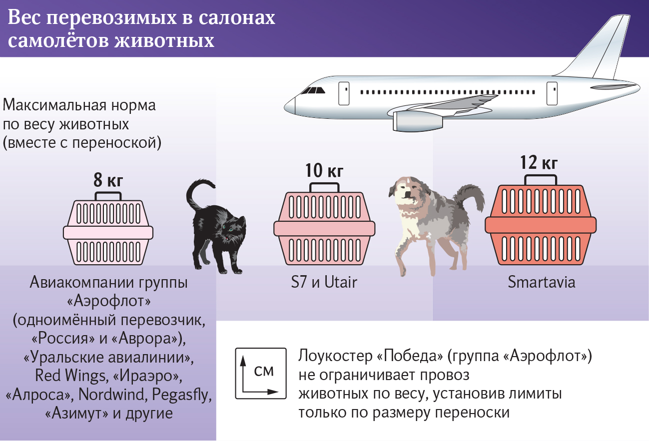 Размер собаки для перевозки в самолете