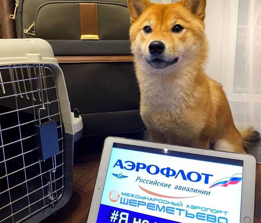 Путешествие с кошкой в самолете
