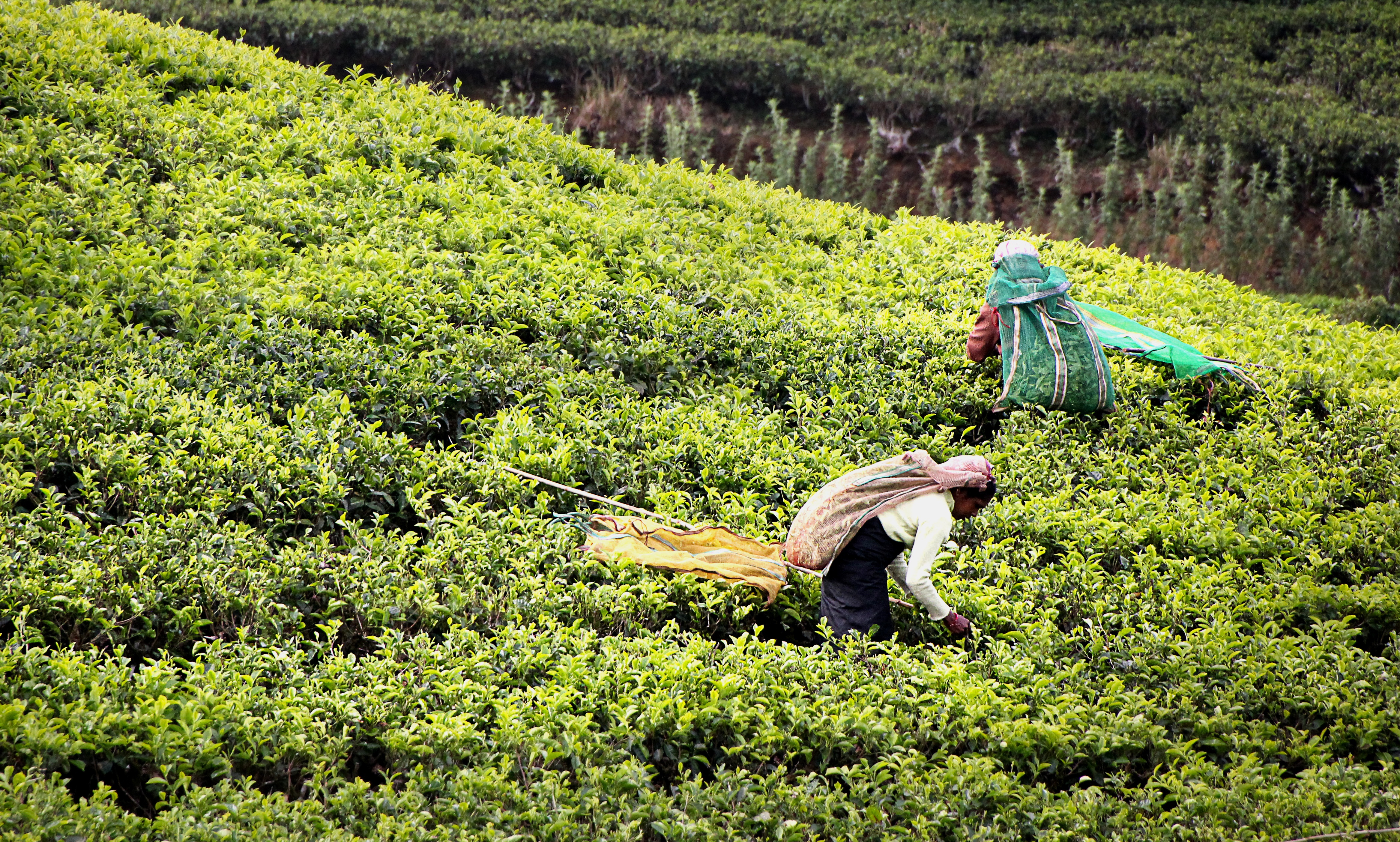 Шри ланка производство. Шри Ланка плантации чая. Чайные плантации Шри Ланки. Чай Шри Ланка пестициды.