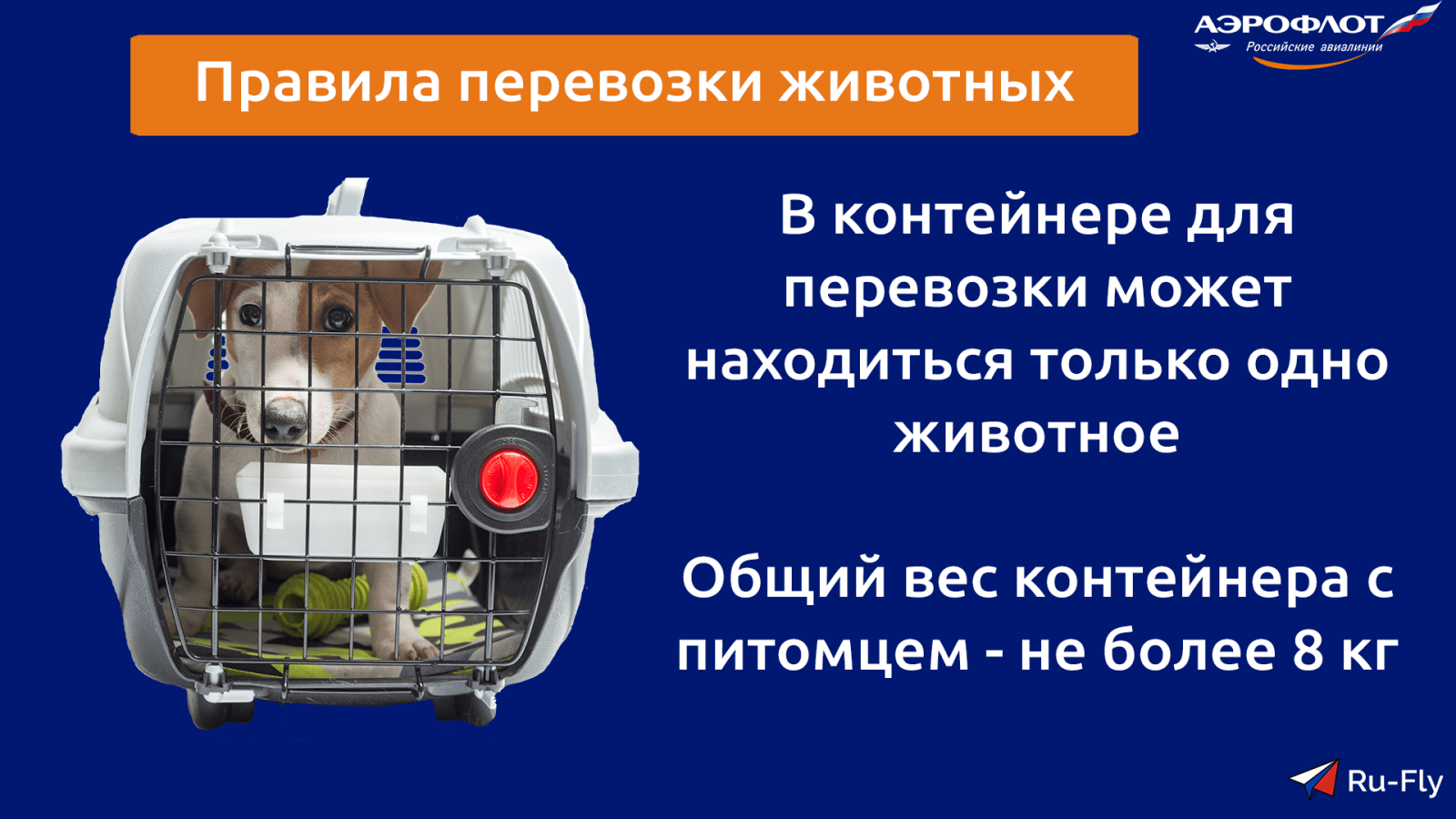 Правила перевозки собак в самолете: документы, требования
