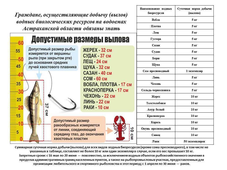 В каких странах говорят на немецком языке