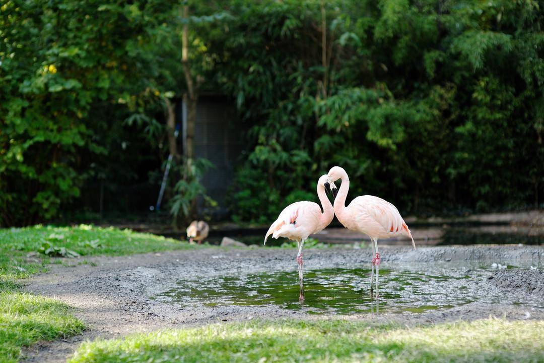 Франкфуртский зоологический сад - википедия - frankfurt zoological garden