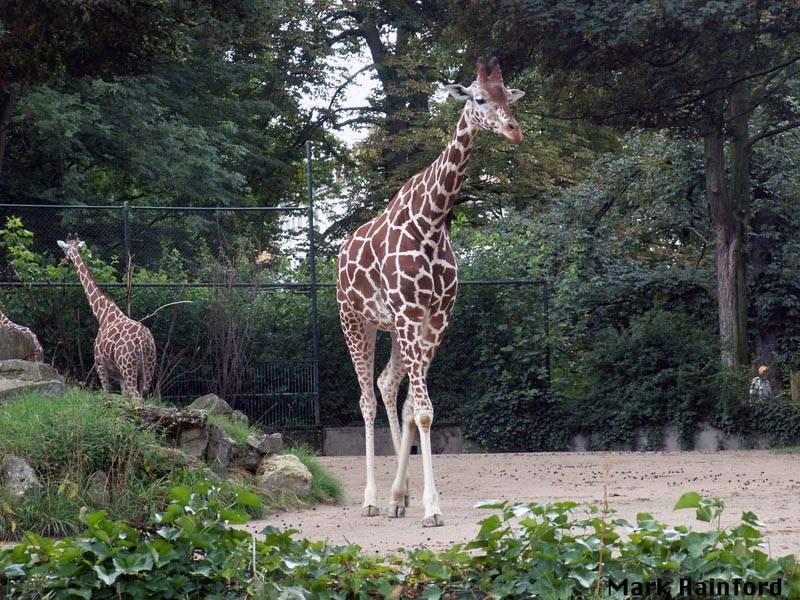 Франкфуртский зоопарк – место отдыха для всей семьи
