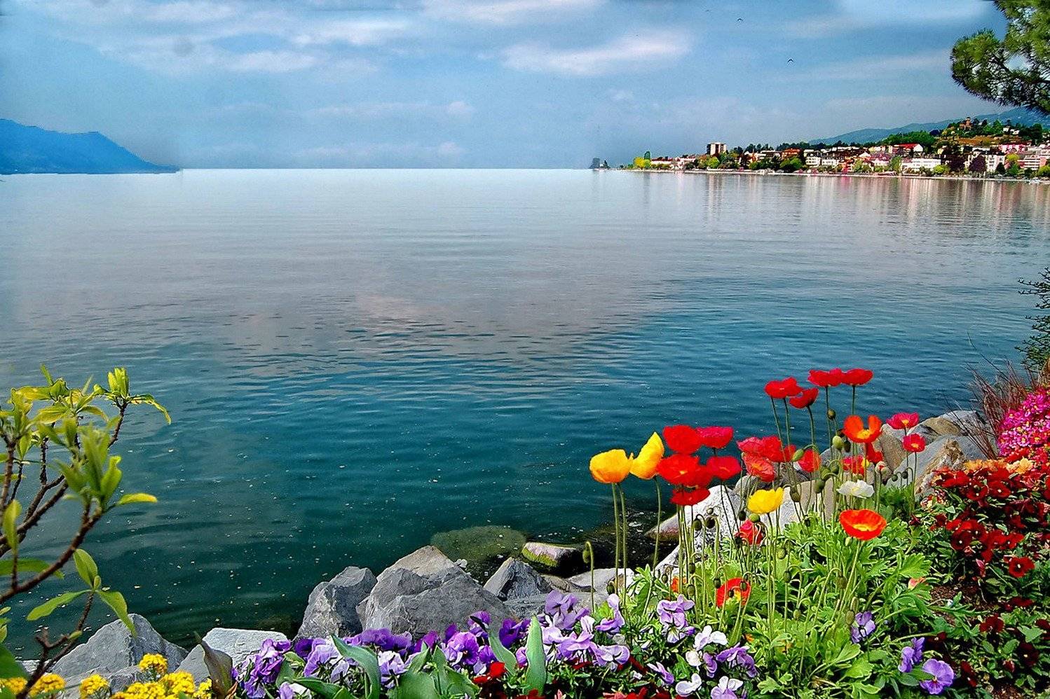 Яркие цветы на море. Женевское озеро. Женевское озеро горы цветы. Море весной.