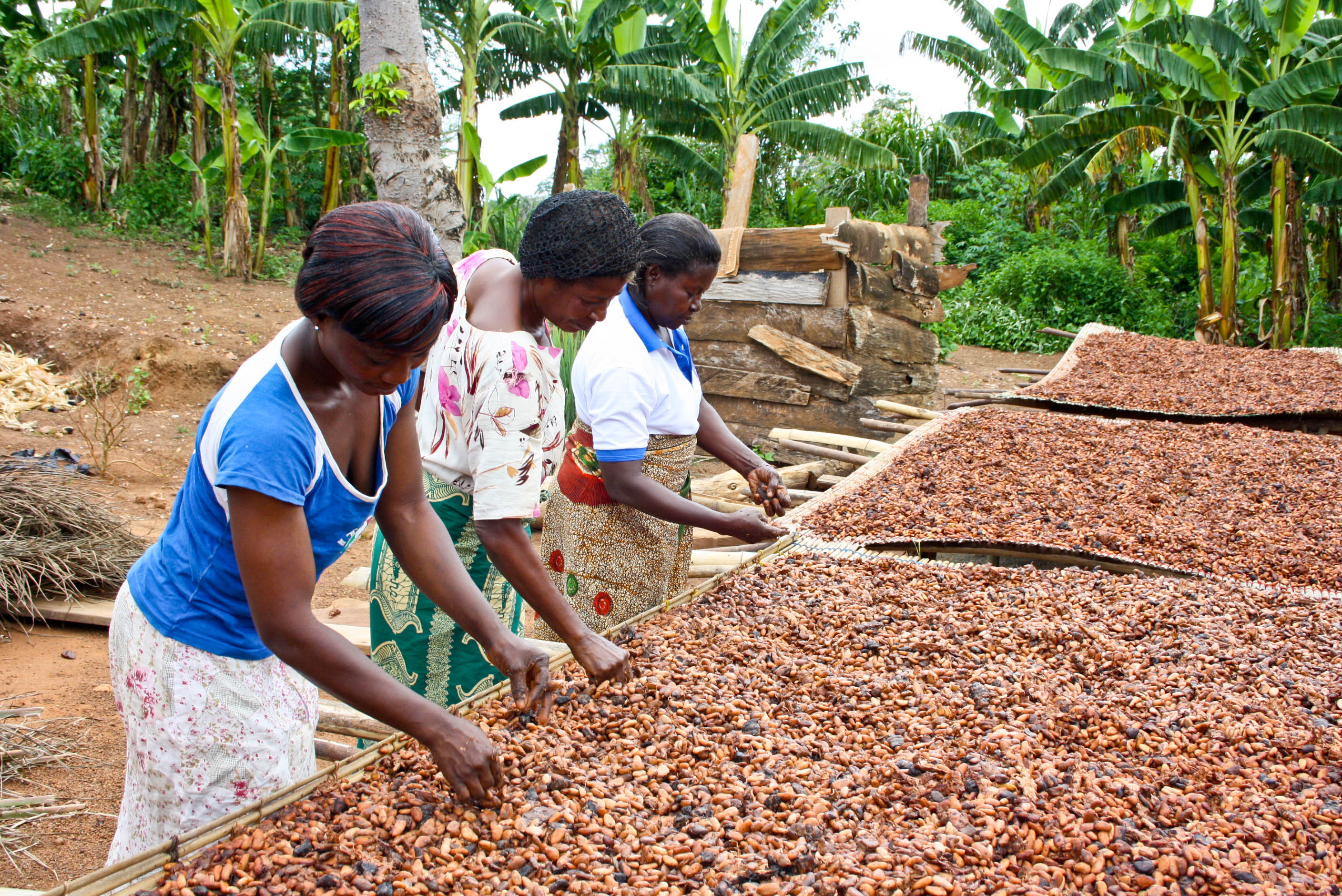 Экономическое развитие шри ланки. Гана плантации какао. Кот ДИВУАР плантации какао. Шри Ланка сельское хозяйство. Плантации кофе в Бразилии.